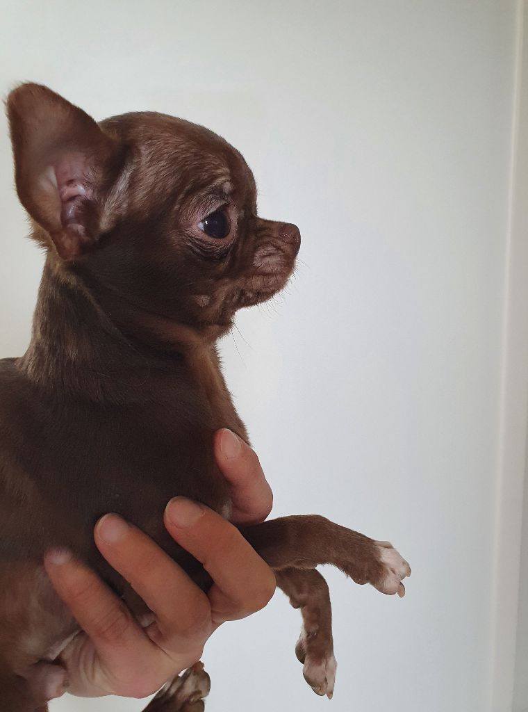 Fabrice Le Grouiec - Chiot disponible  - Chihuahua