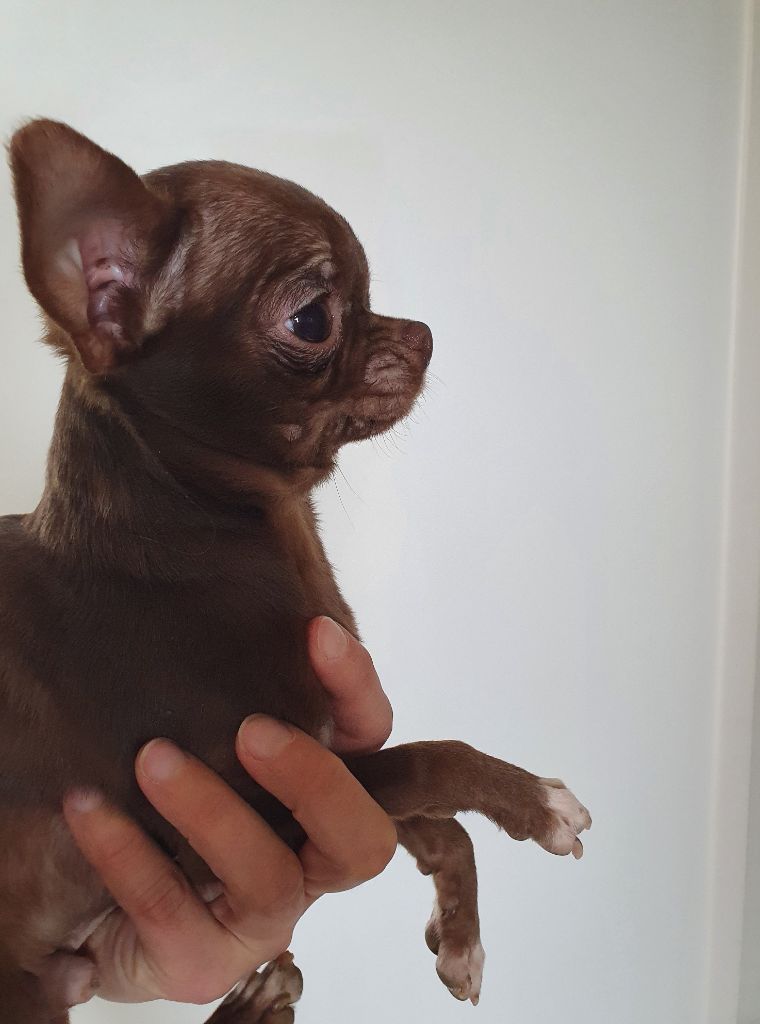 Fabrice Le Grouiec - Chiots disponibles - Chihuahua