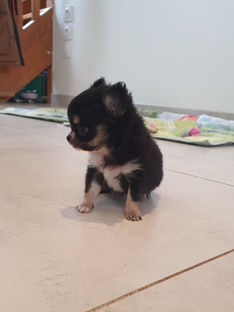 Fabrice Le Grouiec - Chiots disponibles - Chihuahua